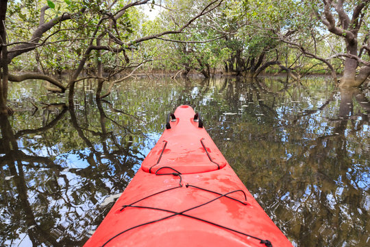 Cayaking in a mangrove forest