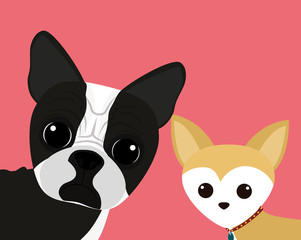 Dog design, vector illustration.