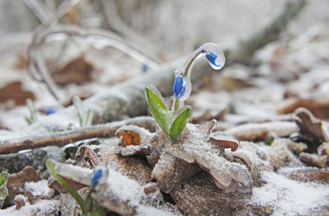 Spring primroses in the ice shell