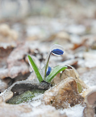 Frozen in the ice of the Siberian stsyla