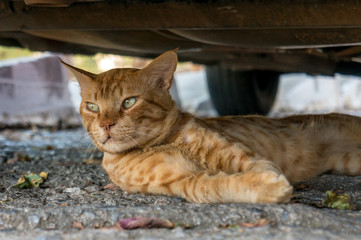 Cat lying in the street among the leaves