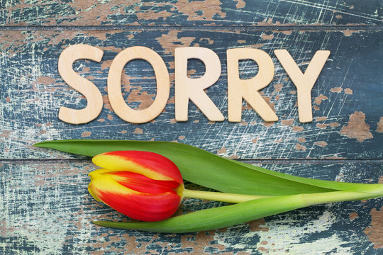 Sorry written with wooden letters on rustic wood and tulip