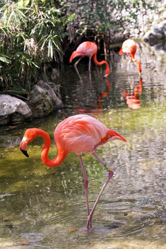 Flamingo2V