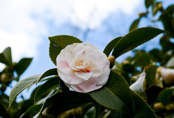 White Flower. Spring time 