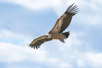Fototapeta premium Griffon vulture in Duraton Canyon Natural Park in Segovia, Spain