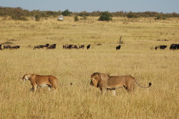 Royal couple hunts wildebeests at African savannah