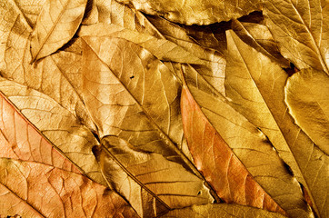 antique vintage golden leaves background
