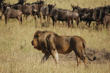 Naklejka na ściany i meble Lion hunts wildebeests at African savannah