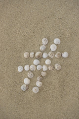 Fototapeta na wymiar Hashtag-Zeichen aus Schneckenhäuschen im Sand