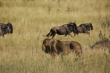 Lion hunts wildebeests at African savannah