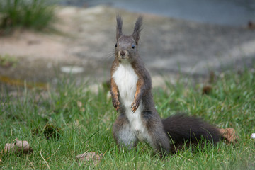 Eichhörnchen hält Ausschau