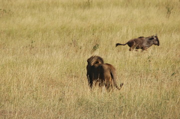 Fototapeta na wymiar Lion hunts wildebeests at African savannah