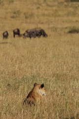Lion hunts wildebeests at African savannah