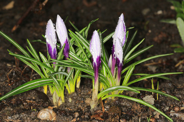 Nice crocuses