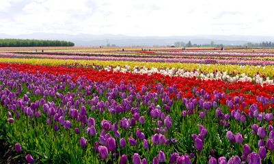 Fototapeta premium Tulip hill