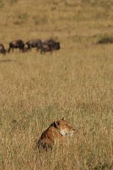 Lion hunts wildebeests at African savannah