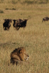 Lion hunts wildebeests at African savannah