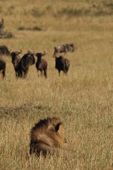 Obraz na płótnie Canvas Lion hunts wildebeests at African savannah