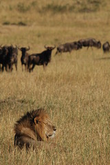 Lion hunts wildebeests at African savannah