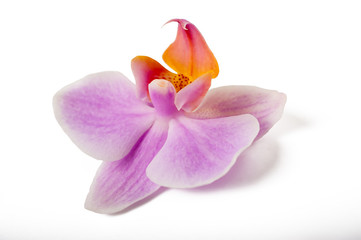 Orchid
