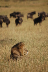 Lion hunts wildebeests at African savannah