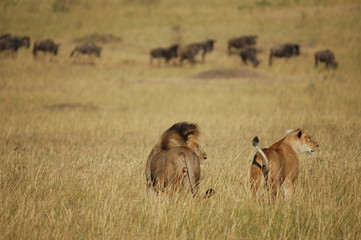 Royal couple hunts wildebeests at African savannah