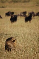 Plakat Lion hunts wildebeests at African savannah