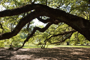Oak trees