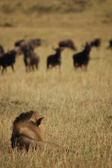Fototapeta na wymiar Lion hunts wildebeests at African savannah