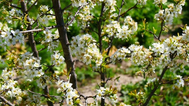 Plum tree blossoms in spring (4K)