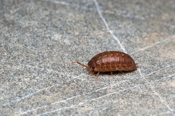 Pill-bug (Isopoda) wandering on a rock