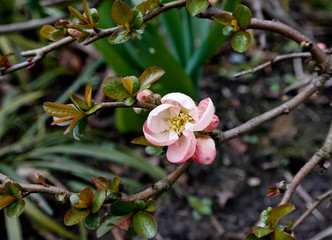 Zweige von einem wilden Apfelbaum. Frühling