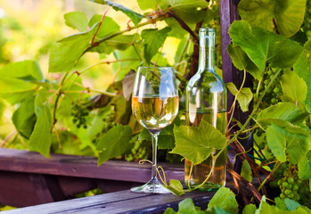 sweet wine in vineyard
