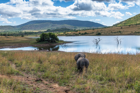 Rhinoceros, Pilanesberg national park. South Africa.