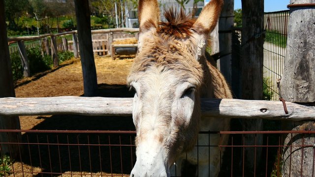 Gray donkey on a farm (4K)