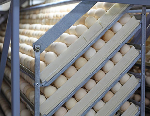 Chicken Eggs in Incubator - obrazy, fototapety, plakaty