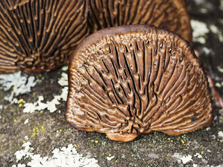 Old dried woody fungus underside. Nature closeup detail.