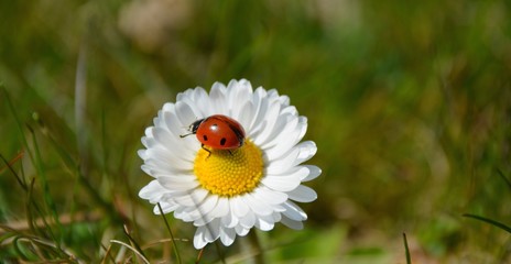 Marienkäfer auf Blüte