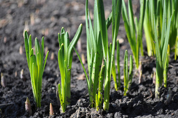 Nice fresh spring green grass in the garden