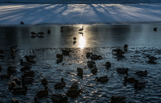 a lot of ducks in frozen pond
