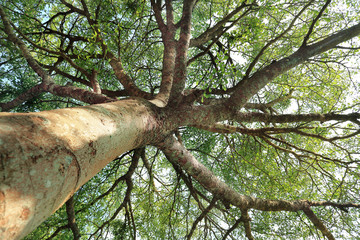 Fototapeta premium beautiful big tree