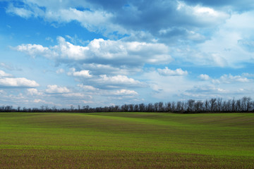 Field and cloudscape
