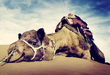 Fototapeten Konzept zum Ruhen von Tierkamelen in der Wüste © Rawpixel.com