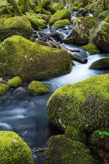 Stream in old forest, blurred water in fast motion