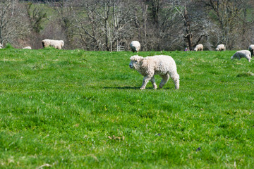 Young lamb grazing on grass