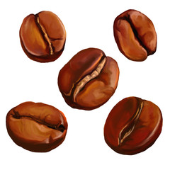 coffee beans vector illustration  hand drawn  painted watercolor