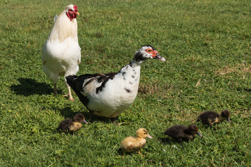 Muscovy duck with ducklings on spring meadow