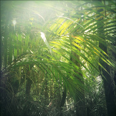 Jungle sunlight