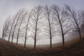 Trees Mist Curved Abstract Nature