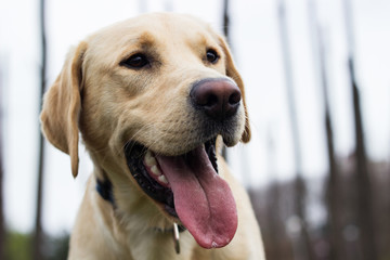 Labrador